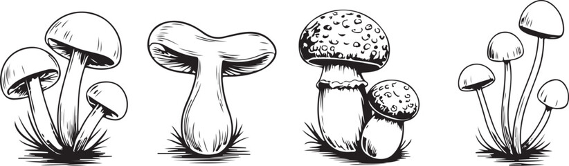Detailed Isolated Mushroom Illustration Fungi Organic Autumn Vegetarian Food. Sketch mushroom.  Mushroom vector set in hand-drawn sketch style. Black and white fungi collection.