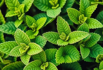 Close-up of vibrant green mint leaves, hand-drawn style, delicate lines, details, hand drawn
