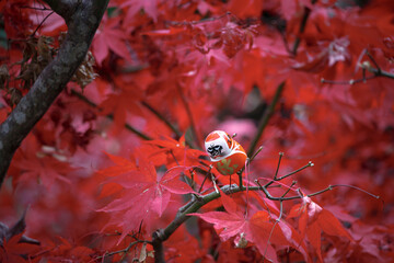 Small red daruma dolls in Katsuoji Temple in Autumn with red maple leaves at Minoh City, Osaka Prefecture, Kinki Region, Japan.