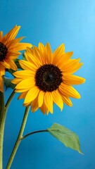 Obraz premium Two sunflowers, vibrant yellow, against a bright blue backdrop