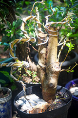 Bonsai tree in details and close up