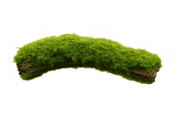 Green moss growing on a natural wood branch with rough bark, bringing nature and forest elements