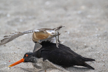Dotrell attachking a variable oyster catcher