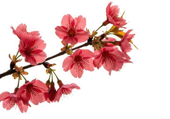 Delicate pink cherry blossoms branch, natural spring beauty.