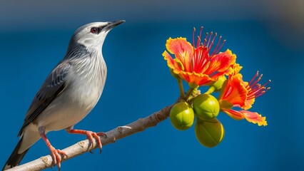 Close up of a beautiful pale gray bird perched on a branch next to vibrant red and orange tropical flowers against a deep blue sky