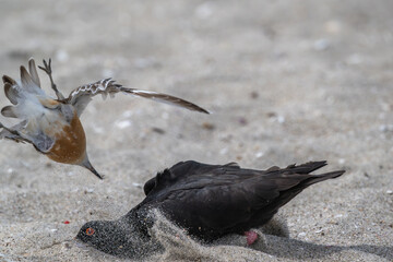 Dotrell attachking a variable oyster catcher