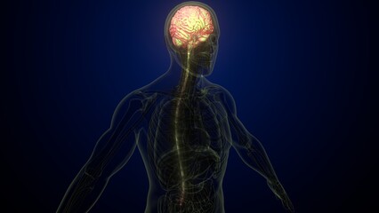 Male brain with skeleton anatomy. 3d render