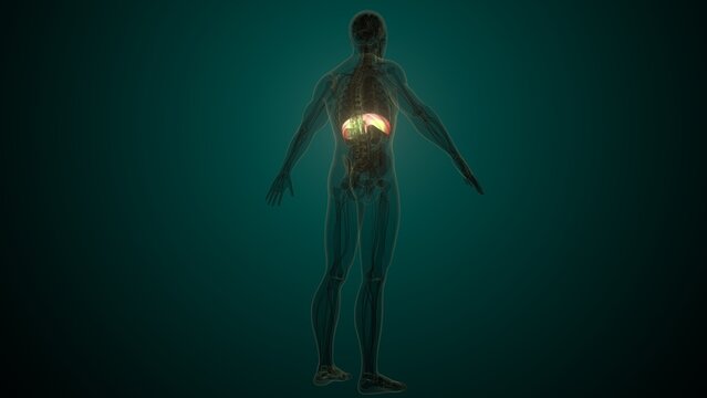 Male white diaphragm anatomy. 3d illustrations