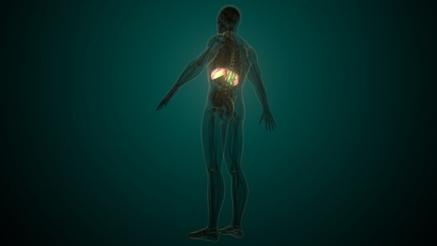 Male white diaphragm anatomy. 3d illustrations