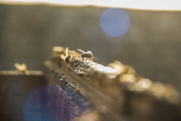 closeup shot of bee worker in hive frame at the fresh honey harvest, healthy nutrition, sunny day, hexagon honeycomb beeswax, selective focus with shallow depth of field, taken at Asiyout Upper Egypt