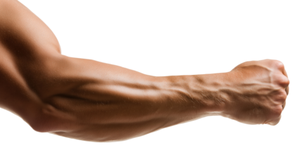 Close-up of muscular flexed arm showing defined bicep and forearm muscles, isolated on transparent background