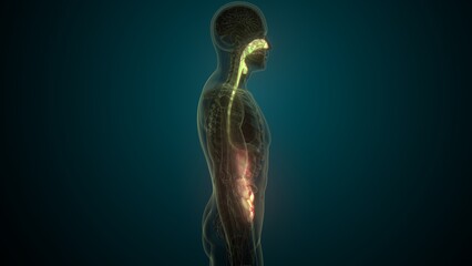 Male white digestive system anatomy. 3d illustrations