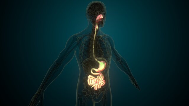 Male white digestive system anatomy. 3d illustrations