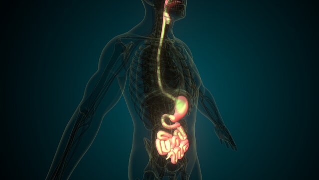 Male white digestive system anatomy. 3d illustrations