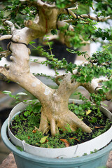 Bonsai tree in details and close up