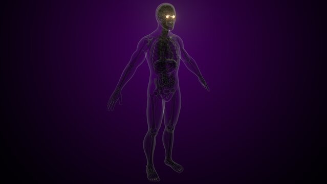 Male white eyes anatomy. 3d illustrations