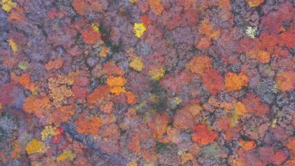 4K aerial drone footage of colorful autumn forest and vibrant fall foliage in Japan. Ideal for nature documentaries, travel videos, backgrounds, and cinematic projects.