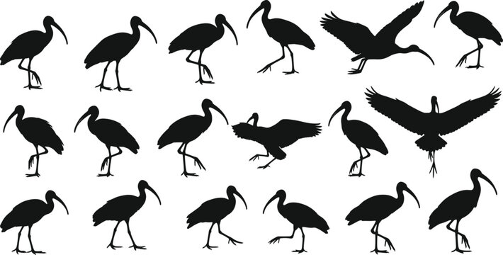 Ibis bird silhouette set featuring flying, walking, and standing poses with curved beaks, slender legs, and expressive vector shapes