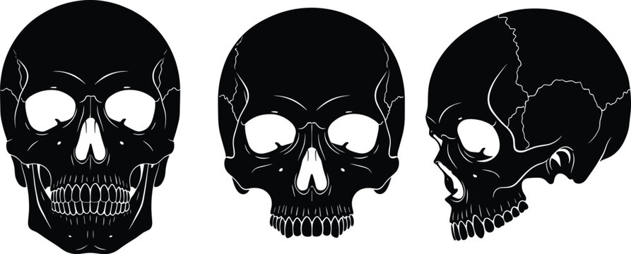 Human skull silhouette illustration in black and white showing front, angled, and side views for anatomy, medical, and forensic themes