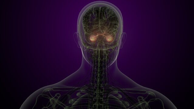Male white eyes anatomy. 3d illustrations