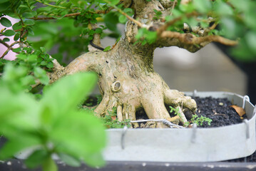 Bonsai tree in details and close up