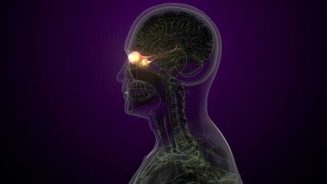 Male white eyes anatomy. 3d illustrations