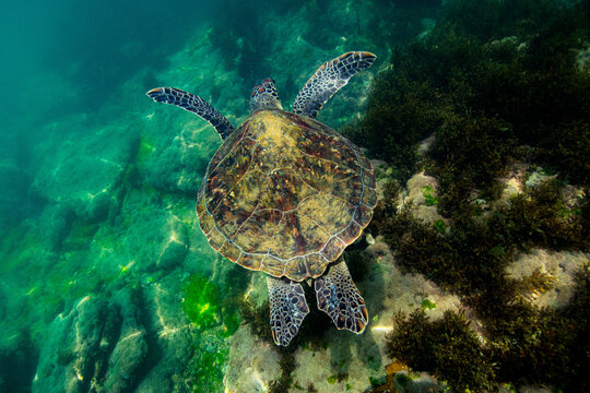 turtle swimming in the sea