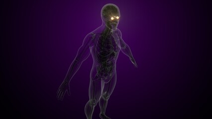 Male white eyes anatomy. 3d illustrations