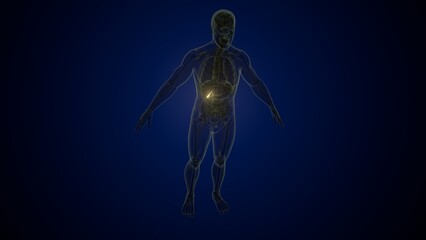 Male white gallbladder anatomy. 3d render 