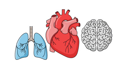 Detailed illustration of human internal organs: lungs heart and brain.