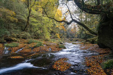 熊本-【菊池渓谷の紅葉】