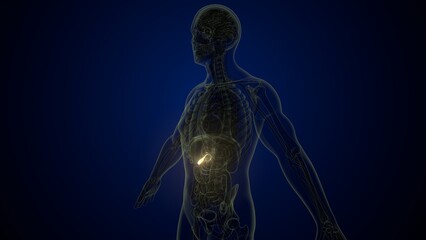 Male white gallbladder anatomy. 3d illustrations