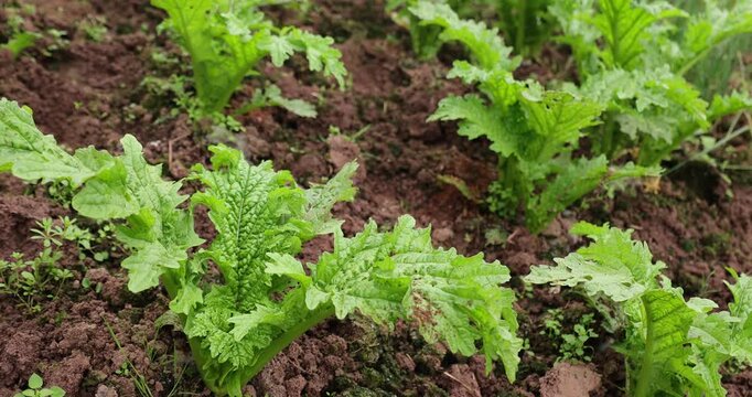 Brassica juncea crops in growth at the vegetable garden
