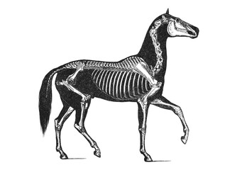 A complete equine skeletal system, old vintage illustration, 1889