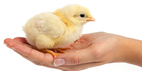 little chicken in hand