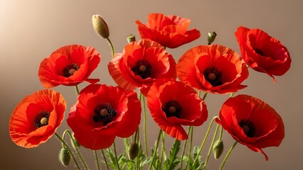 Fototapeta premium Vibrant red poppy flowers with green stems and buds on brown background