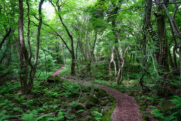 Obraz premium spring path through old wild forest