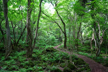 spring path through old wild forest