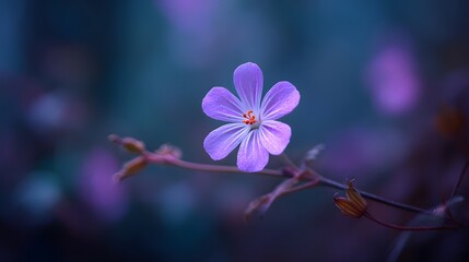 Close-up of a delicate purple wildflower blooming in soft, ethereal light.