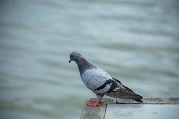 Pigeons feed food on the ground, focus selective