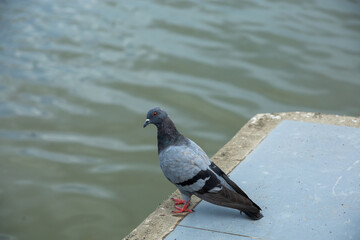 Pigeons feed food on the ground, focus selective