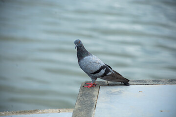 Pigeons feed food on the ground, focus selective