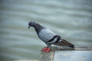 Pigeons feed food on the ground, focus selective