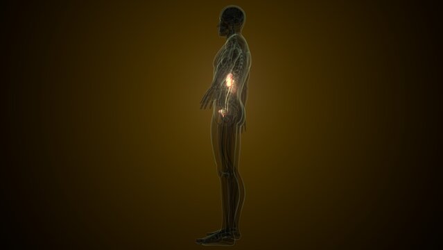 Male white kidneys anatomy. 3d illustrations