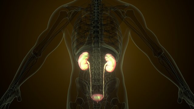 Male white kidneys anatomy. 3d illustrations