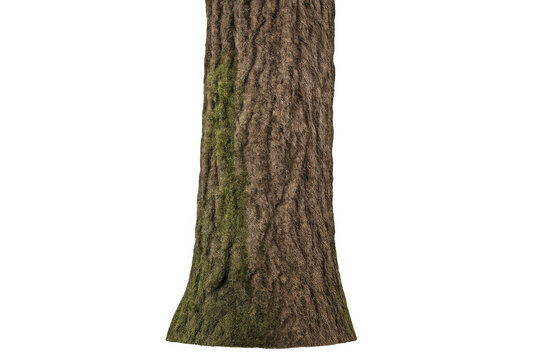 Tree trunk with textured bark and green moss showing organic natural growth, isolated on transparent background