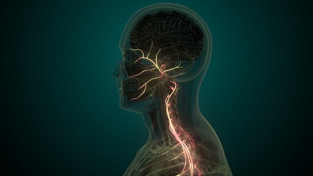 Male white nerves anatomy. 3d render