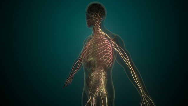 Male white nerves anatomy. 3d render