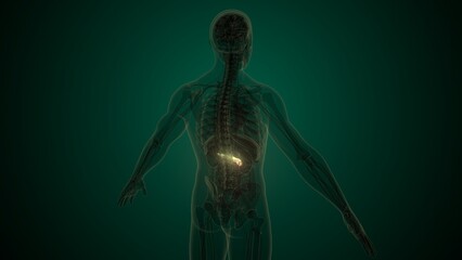 Human white pancreas anatomy. 3d illustrations