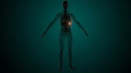 Male white spleen anatomy. 3d illustrations